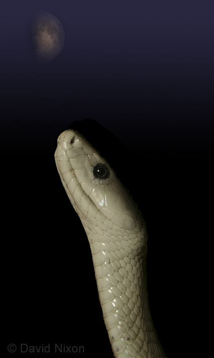 Black Mamba Print.jpg [83 Kb]